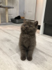 Photo №1. british shorthair - à vendre en ville de Bremen | 350€ | Annonce № 123355