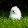 Photos supplémentaires: Chiots Spitz de Poméranie,