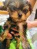 Photos supplémentaires: Chiots Yorkie baby face