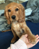 Photo №1. cocker spaniel anglais - à vendre en ville de Berne | 450€ | Annonce №80034