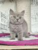 Photo №1. british shorthair - à vendre en ville de Butzbach | Gratuit | Annonce № 121665