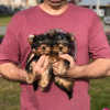 Photo №3. Aimer le Yorkshire Terrier. Allemagne