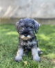 Photo №1. schnauzer moyen - à vendre en ville de Belgrade | négocié | Annonce №110672