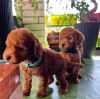 Photo №3. Chiots caniches miniatures. Serbie