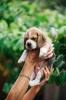Photo №1. beagle - à vendre en ville de Los Angeles | 426€ | Annonce №84063