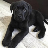 Photo №1. labrador retriever - à vendre en ville de Zagreb | négocié | Annonce №112264