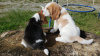 Photo №3. chiots beagle regardant. La finlande