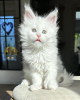 Photo №1. maine coon - à vendre en ville de Berlin | 350€ | Annonce № 102159