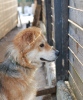 Photo №4. Je vais vendre chien bâtard en ville de Saint-Pétersbourg. annonce privée - prix - Gratuit