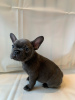 Photo №1. bouledogue - à vendre en ville de Berlin | négocié | Annonce №115815