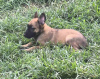 Photos supplémentaires: Chiots Berger Belge Malinois