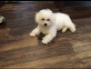 Photo №1. bichon à poil frisé - à vendre en ville de Manzini | négocié | Annonce №42804