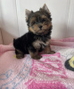 Photo №1. yorkshire terrier - à vendre en ville de Sopron | négocié | Annonce №110177