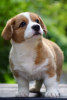 Photo №3. Adorables chiots Cardigan Welsh Corgi de Hongrie kennel@cardibakery.hu. Hongrie