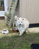 Photos supplémentaires: Nos 2 derniers mini pomskies aux yeux bleus