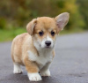 Photos supplémentaires: Chiots corgi gallois