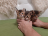 Photos supplémentaires: Chausie chatons f2