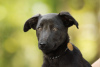 Photo №2 de l'annonce № 8004 de la vente chien bâtard - acheter à Fédération de Russie annonce privée