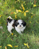 Photo №1. shih tzu - à vendre en ville de Graz | négocié | Annonce №53357