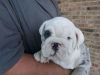 Photo №4. Je vais vendre bulldog anglais en ville de Aegina. annonce privée, de l'abri - prix - 750€