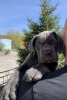 Photo №1. cane corso - à vendre en ville de Novosibirsk | 1848€ | Annonce №103208