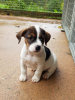 Photo №3. Zeldzame Jack Russell Terrier-chiots. Pays Bas