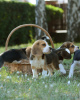 Photo №1. beagle - à vendre en ville de Bonn | 360€ | Annonce №123788