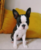 Photo №3. De superbes chiots Boston Terrier disponibles maintenant pour des foyers aimants. USA