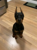 Photo №1. dobermann - à vendre en ville de Iowa City | 379€ | Annonce №111398