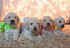 Photo №4. Je vais vendre golden retriever en ville de Berlin. annonce privée - prix - 237€