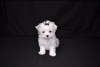 Photo №1. bichon maltais - à vendre en ville de Berlin | négocié | Annonce №115868