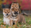 Photo №1. shiba - à vendre en ville de Stockholm | négocié | Annonce №113195