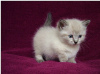 Photo №3. Chatons Munchkin. La Grande-Bretagne