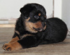 Photo №1. rottweiler - à vendre en ville de Bremen | Gratuit | Annonce №95052