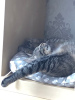 Photos supplémentaires: Le merveilleux jeune chat Alpha est à la recherche d'un foyer et d'une famille