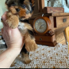 Photo №1. yorkshire terrier - à vendre en ville de Copenhague | 500€ | Annonce №39688