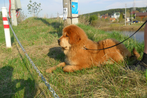 Photo №1. dogue du tibet - à vendre en ville de Ekaterinbourg | 716€ | Annonce №3199