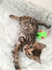 Photos supplémentaires: Chatons de race Bengal Cats champions disponibles à l'adoption