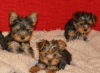 Photo №2 de l'annonce № 121057 de la vente yorkshire terrier - acheter à Allemagne éleveur