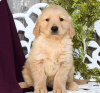 Photo №1. golden retriever - à vendre en ville de Larnaca | 700€ | Annonce №103932