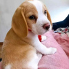 Photo №3. Beaux chiots beagle. Allemagne