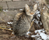 Photo №3. Deux adorables chatons recherchent un foyer.. Fédération de Russie