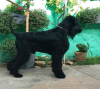 Photo №1. schnauzer géant - à vendre en ville de Belgrade | négocié | Annonce №70556