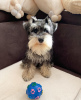 Photo №4. Je vais vendre schnauzer miniature en ville de Benidorm. éleveur - prix - 500€