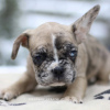 Photo №3. Beau chiot bouledogue français VIP Merle blanc beige. Pays Bas