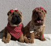 Photo №1. shar pei - à vendre en ville de Tallinn | 1€ | Annonce №77738