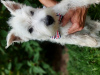 Photo №1. west highland white terrier - à vendre en ville de Brudzów | 311€ | Annonce №119426