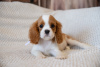 Photos supplémentaires: Chiots Cavalier King Charles Spaniel