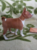 Photo №2 de l'annonce № 41017 de la vente basenji - acheter à La Lettonie éleveur