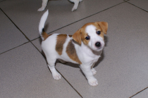 Photo №2 de l'annonce № 6303 de la vente jack russell terrier - acheter à Fédération de Russie annonce privée, de la fourrière, éleveur